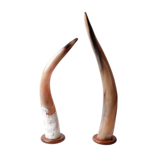 Horn Home Decor Item with Real Horns Showpieces for Decoration (2, Type 1)