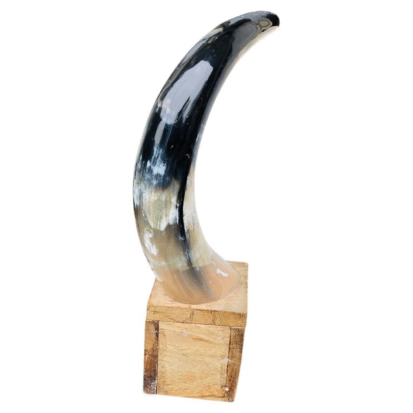 Natural Buffalo Horn Handcrafted for Home decoe-, showpiece for Living Room,Drawing Room,Home Decoration (Brown)