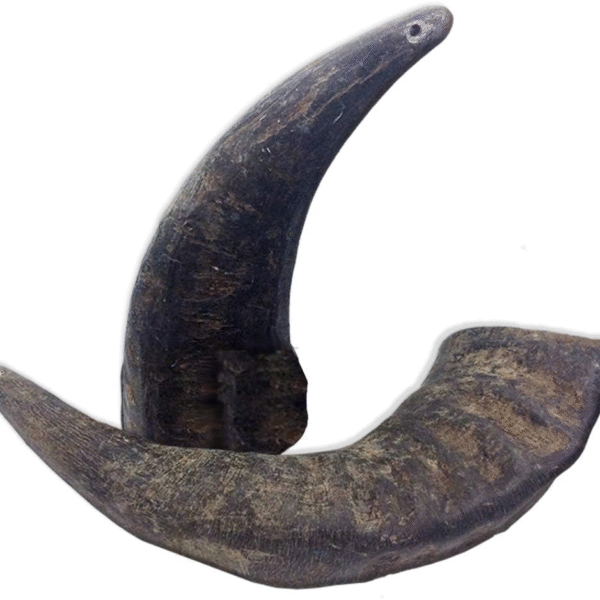 2 Pack of Buffalo Hornz Medium Long Lasting 100% Natural Water Buffalo Horn Dog Chews