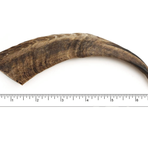 Goat Horn Small Single